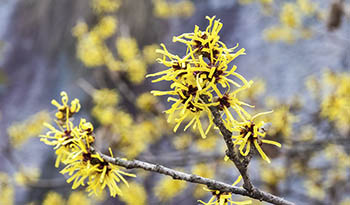 14 usos sorprendentes del hamamelis