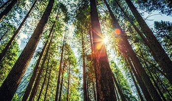 14 Beneficios para la salud del extracto de corteza de pino