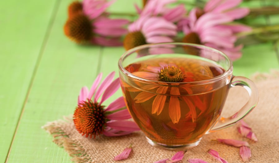 Echinacea flower tea in clear mug on green table