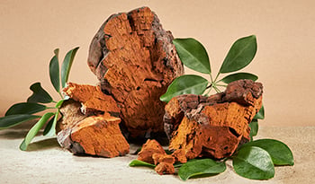 6 Chaga Mushroom Benefits: Boost Immunity, Reduce Inflammation, Manage Stress