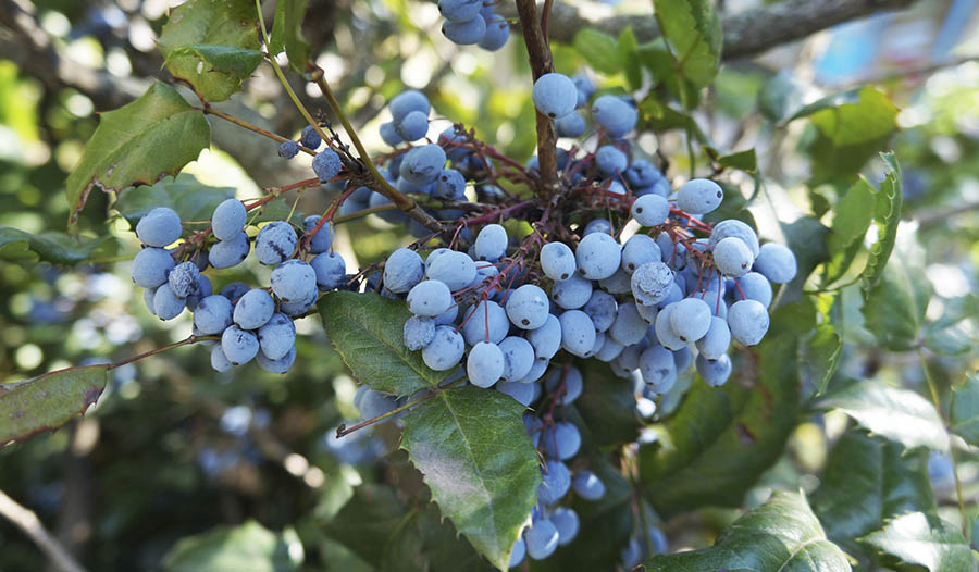 Berberine: barbarry plant