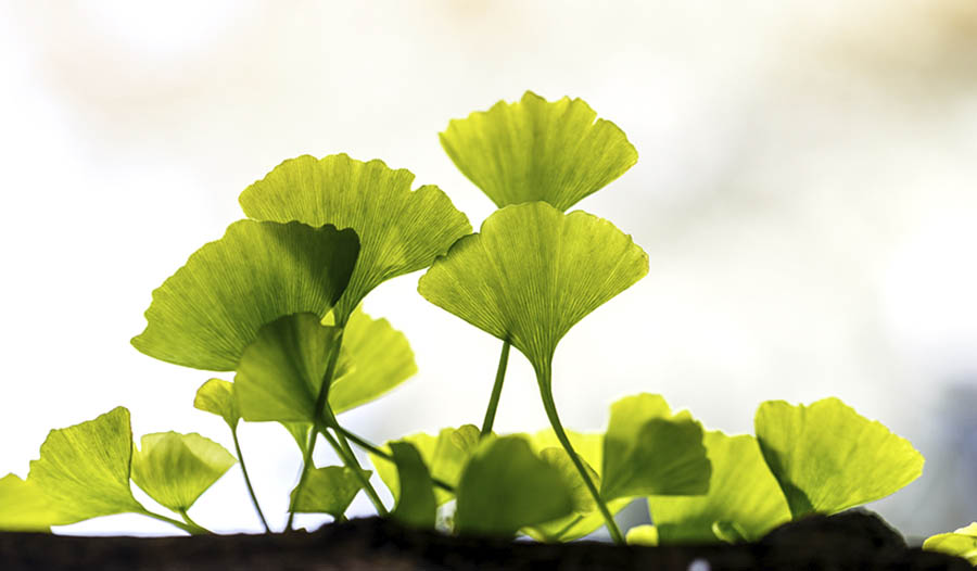 A Quick Guide to Ginkgo Biloba iHerb Blog