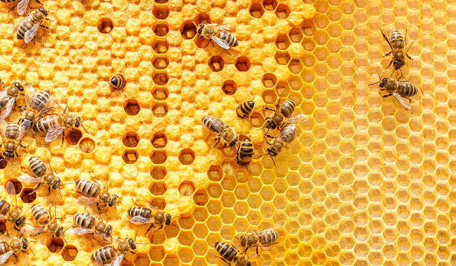A Quick Guide to Propolis