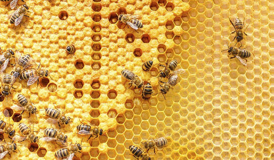 A Quick Guide to Propolis