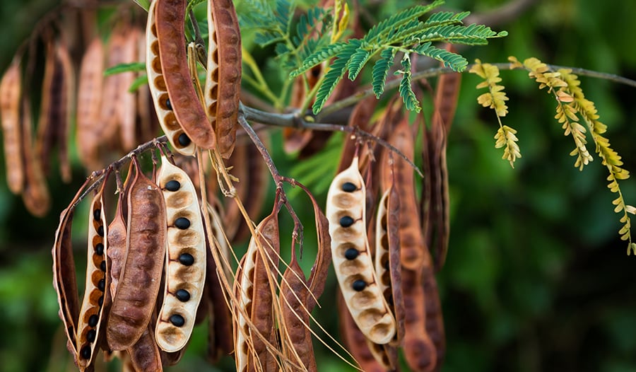 Acacia: usos y beneficios para la salud