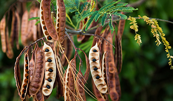 Acacia: Uses and Health Benefits