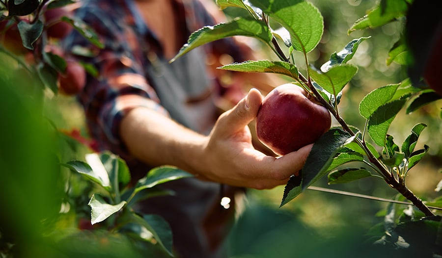 Man picking red apple from branch