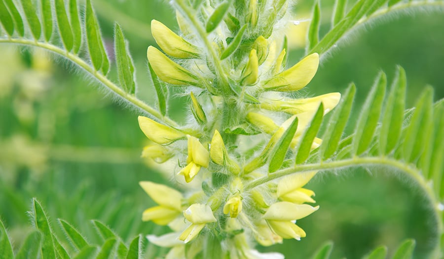 Astragalus (Huang Qi) yellow flower