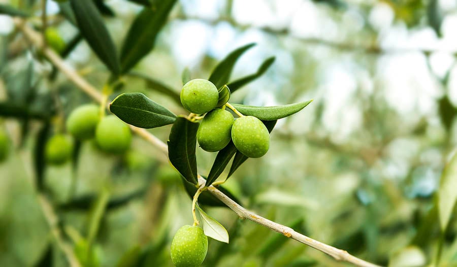 8 Health Benefits of Olive Leaf Extract
