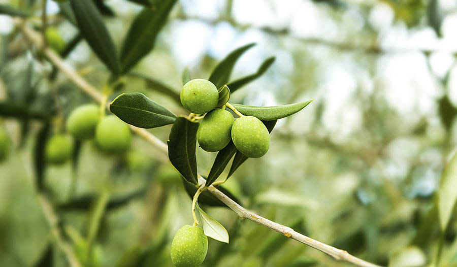 8 Health Benefits of Olive leaf extract 𐂐