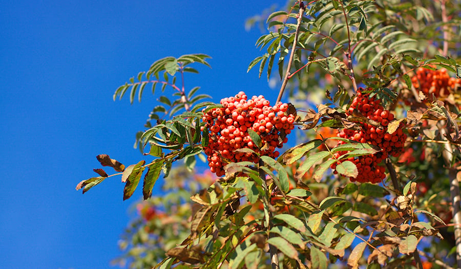 Berberine berries on plant outside