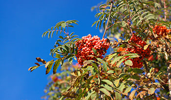 Berberin-HCl und -Phytosom im Vergleich: Was ist besser für Sie?