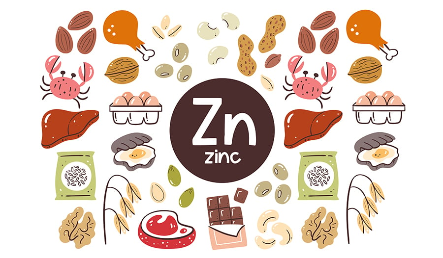 Zinc food sources vector art: seafood, meat, seeds
