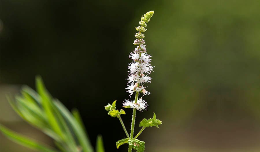 Black Cohosh and Women's Health
