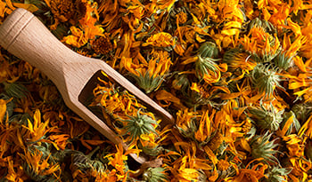 Top Calendula Haut Vorteile, nach einer Apothekerin
