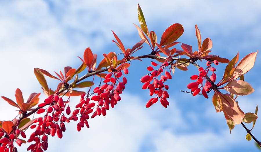 Barberry branch against the sky