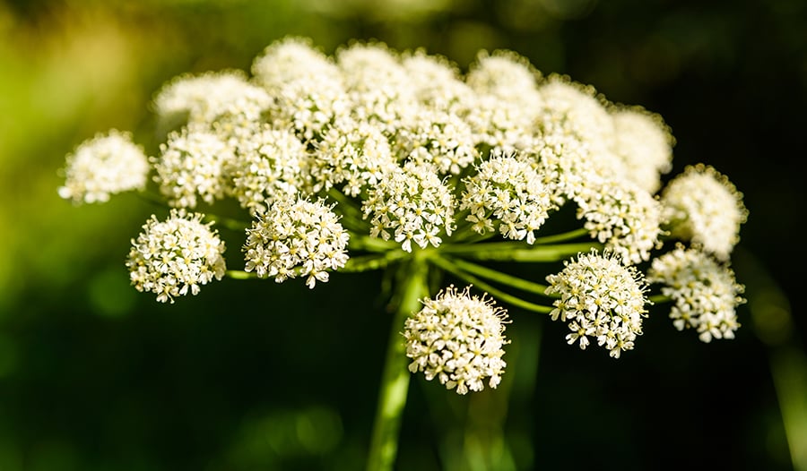 Dong Quai (Angelica Sinensis) Plant