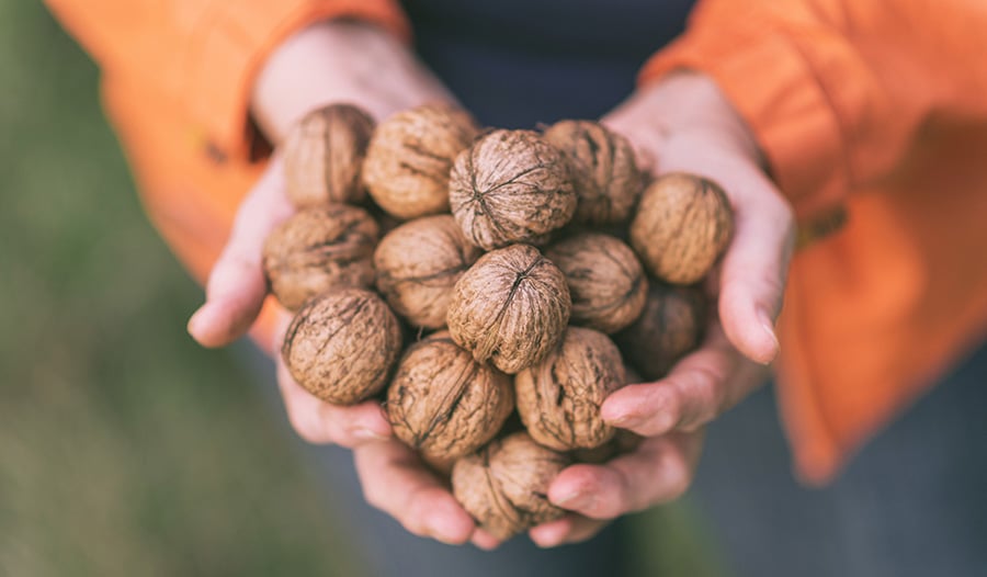 Eat More of This Nut To Improve Your Digestion