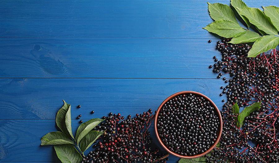 Elderberry berries and plants