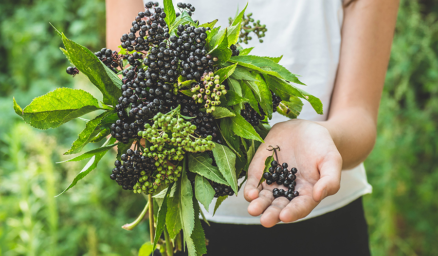 Hands holding elderberry (Sambucus nigra) in garden