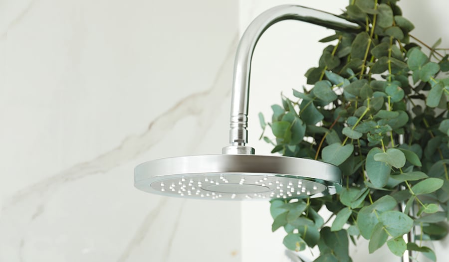 Eucalyptus plant hung on shower head in white marble shower