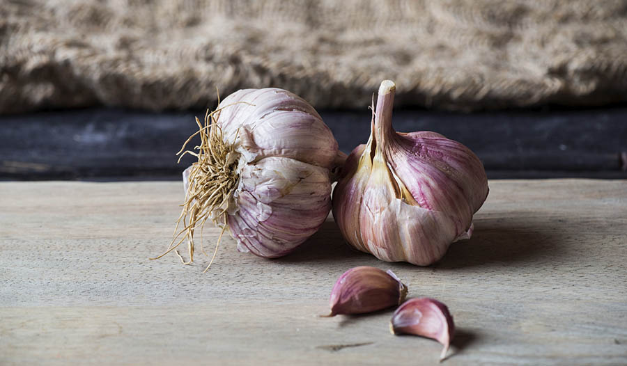 Garlic and Immune Function