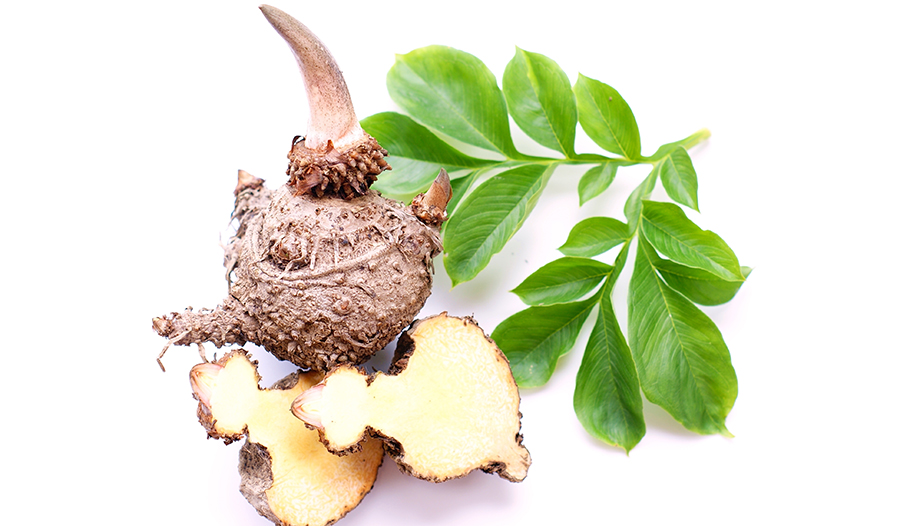 Elephant yam, or konjac root, with leaves on white background