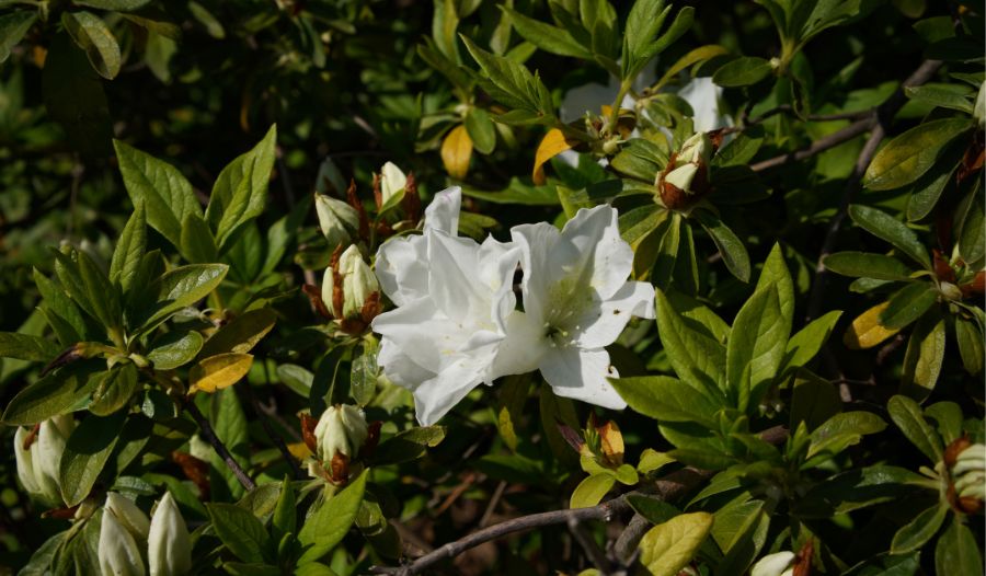 Hintonia Latiflora: What It Is, Blood Sugar Support, + More
