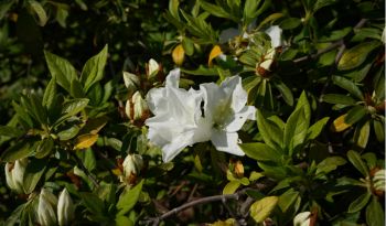 Hintonia Latiflora: What It Is, Blood Sugar Support, + More