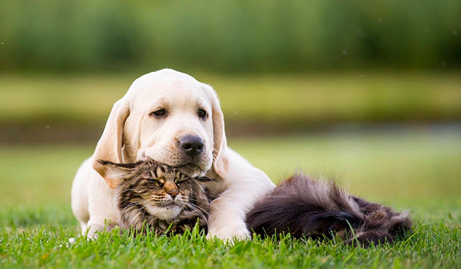 How to Keep Your Dog or Cat Healthy