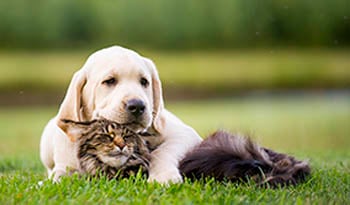 犬や猫の健康維持法