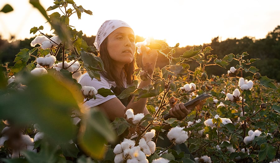 Woman with bandanna in cotton field looking at plant