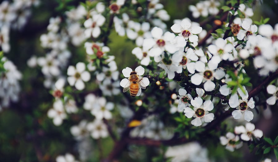 Bee on white flowers of a manuka bush