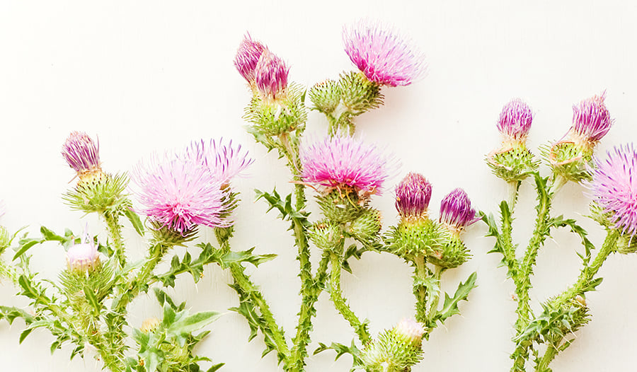 Silybum Milk Thistle on white wooden background