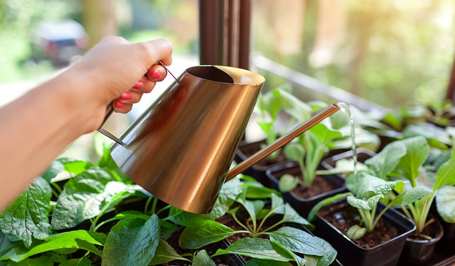 Watering mullein leaves growing in pots