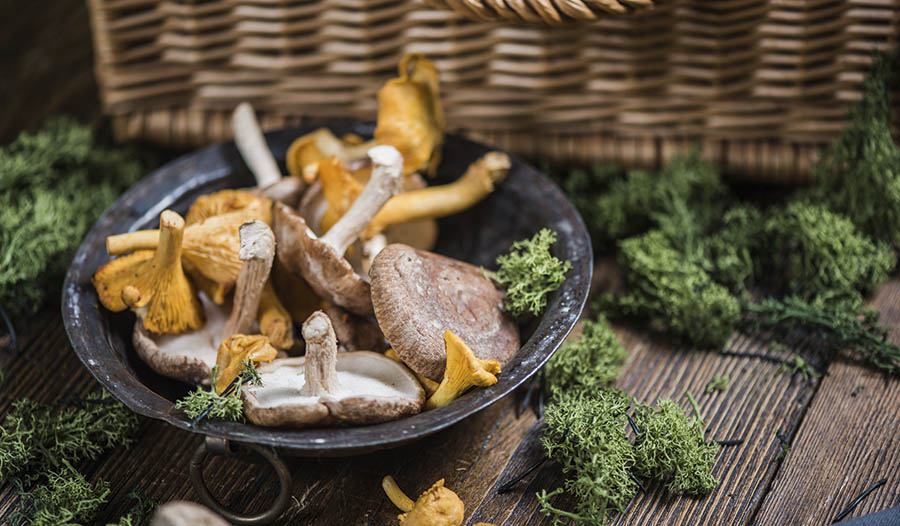 Mushrooms for Immunity and Whole Body Health