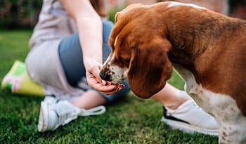 Los beneficios de los alimentos y productos naturales para mascotas