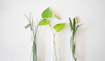 Herbes naturelles pour lutter contre le déclin cognitif