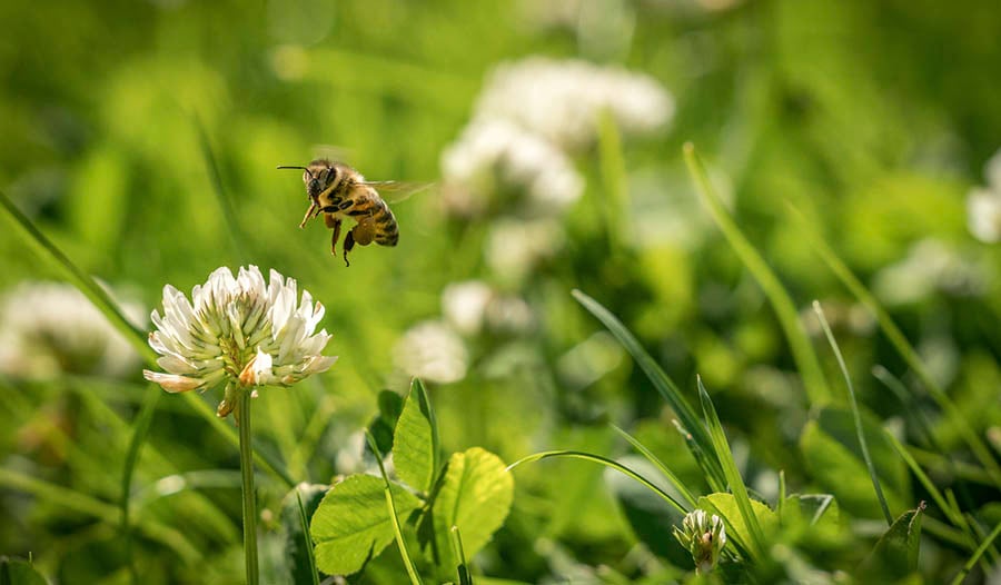 Народные средства от укусов пчел