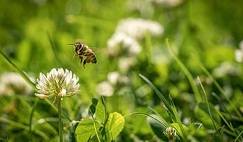 علاجات منزلية طبيعية للدغات النحل