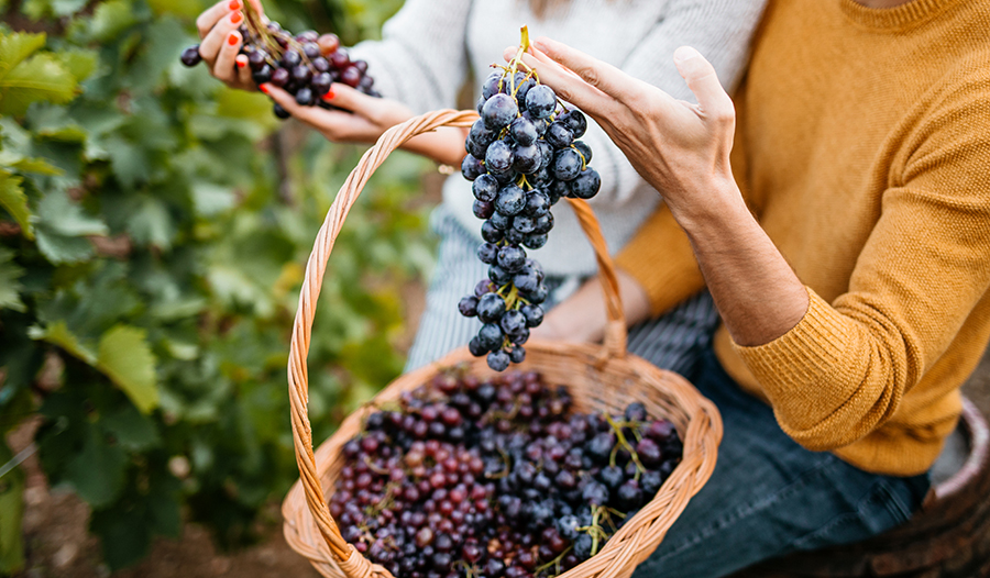 Resveratrol: A Powerful Antioxidant That Might Benefit Mental Health