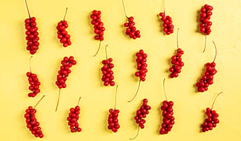 Польза ягод шизандры для печени, почек, мозга и других органов