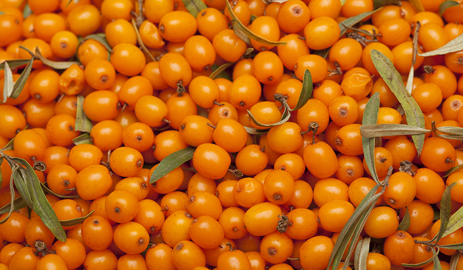 Relief For Dry Eyes: Omega-7 From Sea Buckthorn Berry