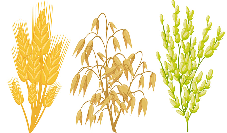 wheat, barley, pea vector art on white background