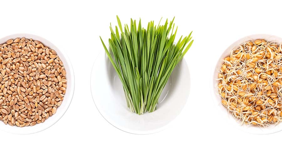 Wheat grass, wheat seed, and what germ