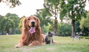 La meilleure supplémentation pour les animaux de compagnie