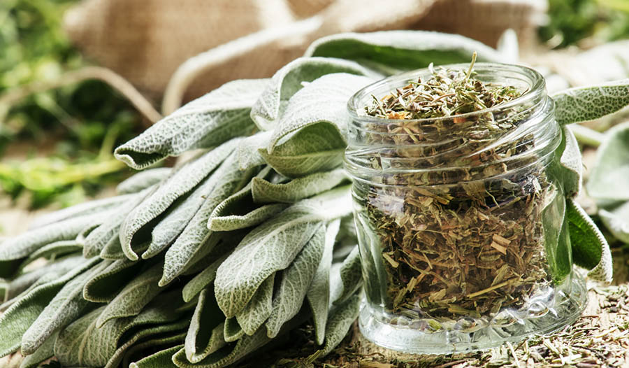 The Health Benefits of Sage and Burning Sage to Cleanse your Space