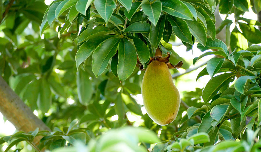 Les bienfaits de la poudre baobab 