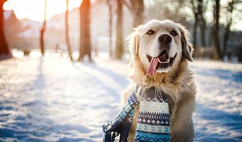 Consejos para la salud de las mascotas en el invierno