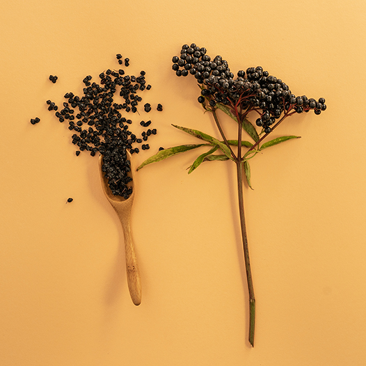 Elderberry on orange background